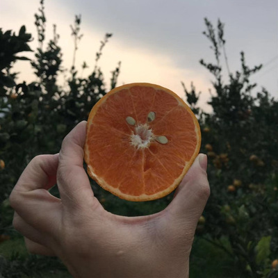 沃柑茂谷柑橘子橙子臍橙甜橙新鮮水果當季整箱10斤應季醜柑烏柑
