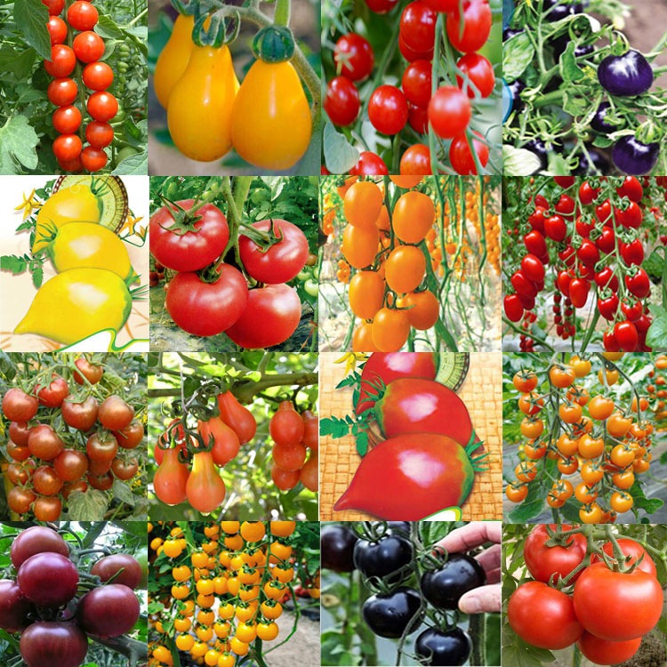 Spring Vegetable seeds complete works of Four seasons balcony Seeds Cherry tomatoes Cherry tomato Pearl tomato Farm Countryside Potted plant