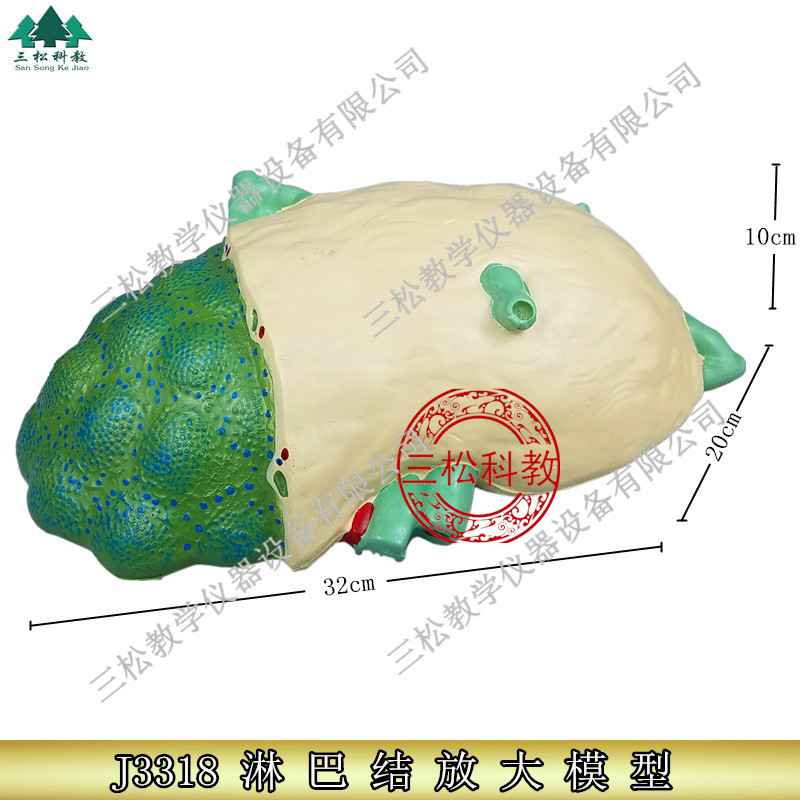 淋巴结放大模型可拆卸生物教学模型初中高中生物实验器材中学教学