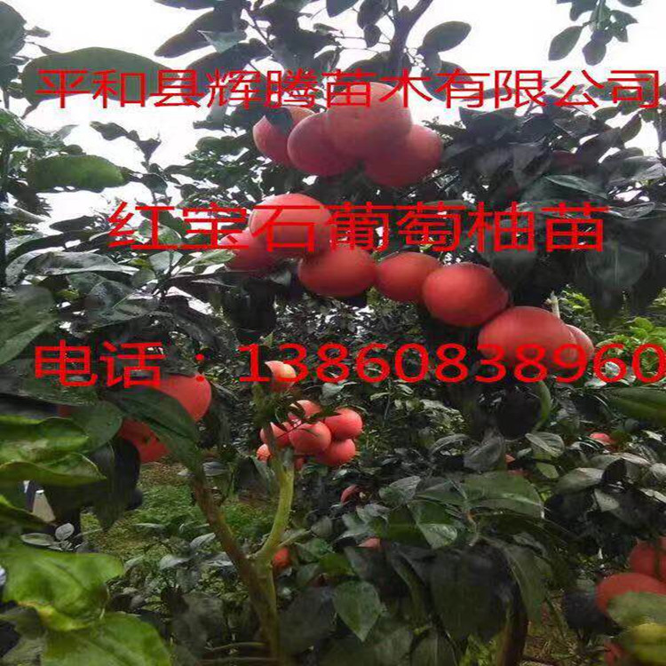 台灣紅寶石葡萄柚苗 紅皮紅心西柚苗 紅美人葡萄柚苗