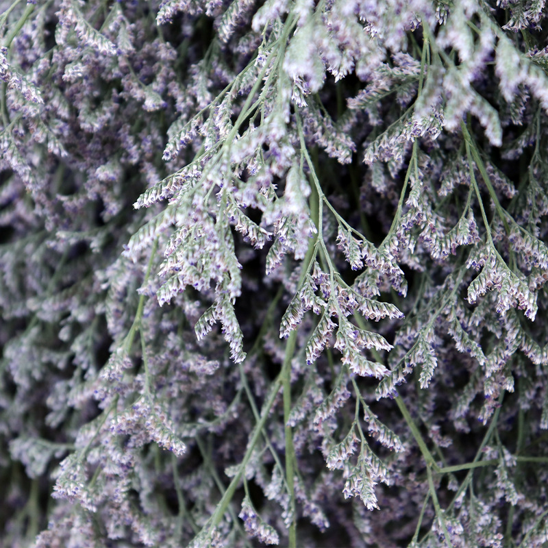 Fábrica al por mayor decoración del hogar amante hierba flor seca ramo fotografía apoyos transfronterizos flor seca suministro