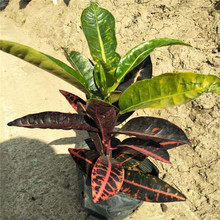 ���S���l�GֲС����׃�~ľ ���غ��Ϟ���ȶ�N���玧����l؛