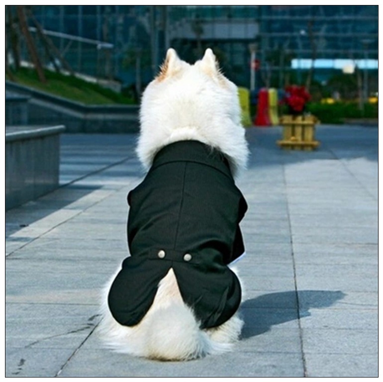 Big Dog in Suit-2