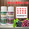 Manufactor Direct selling grape Leavening agent Summer Black Kyoho Eurasia grape currency Leavening agent