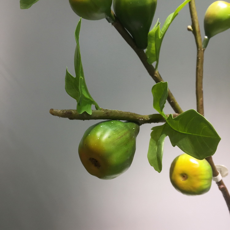 2-6绿色无花果.JPG