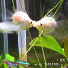 �����~ �H���~kiss�~ ���~ �һ��~С���~���l