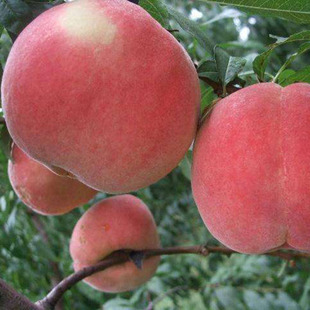 ���Թ�������Y���ϱ����Nֲ�Ҙ��� �����Ҙ��� ��Ʒ�N�Ҙ���