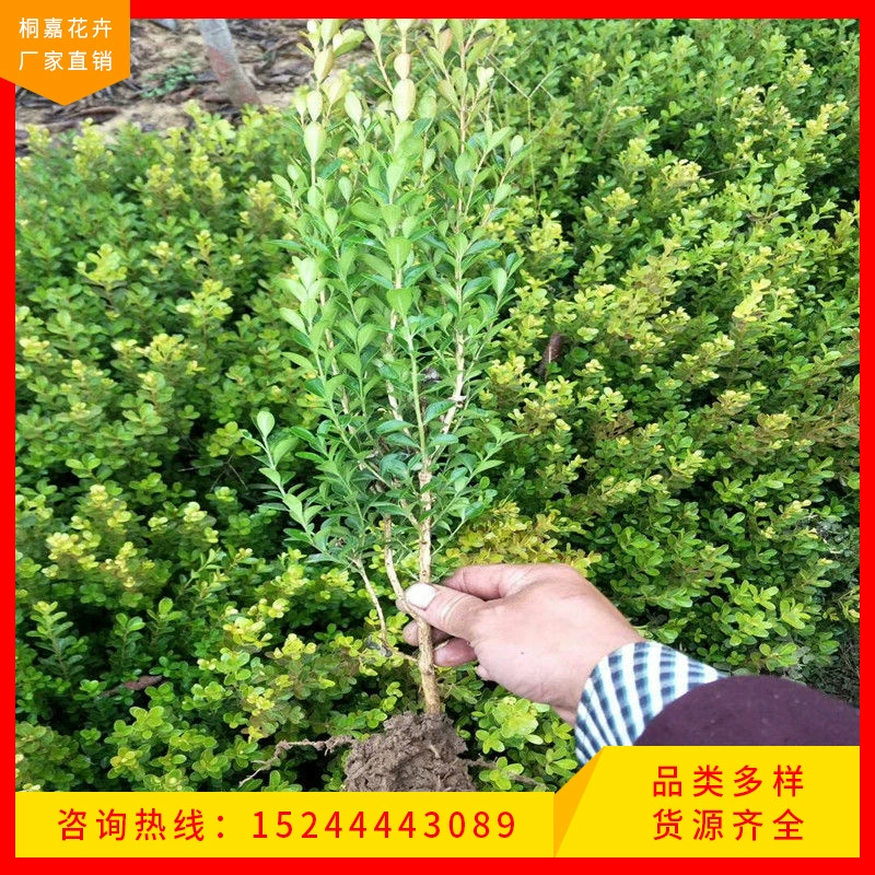 Основа поставляет семена тыквы из самшита, инженерные зеленые саженцы, семена тыквы из самшита, полные характеристики и высокую выживаемость.