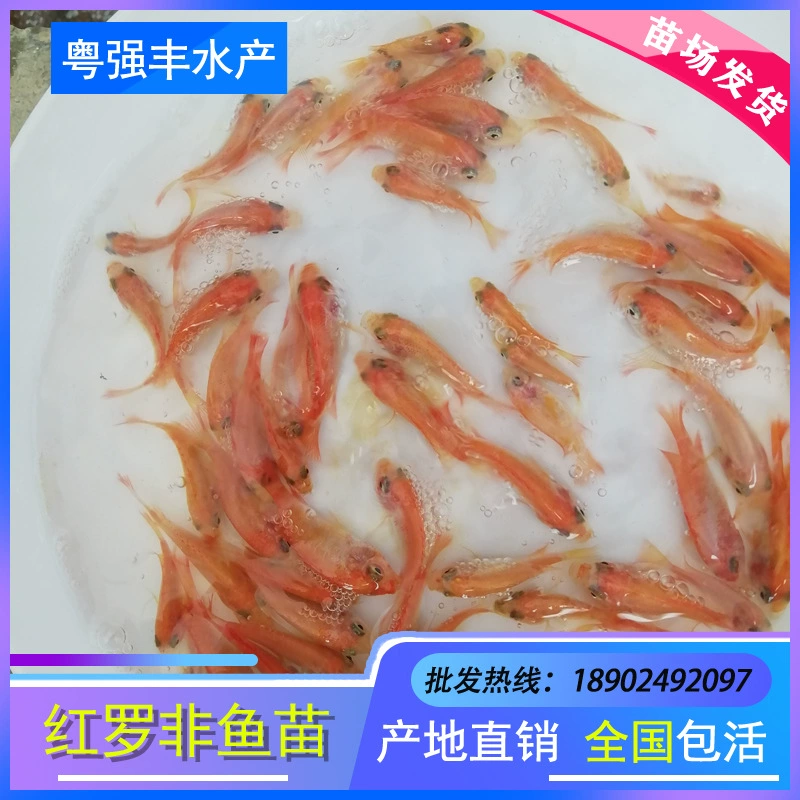 Прямые поставки жареных рыб: красной тилапии, радужной снапперы, жемчужной вощины, живой пресноводной рыбы для разведения.