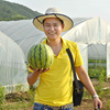 Zhongke Maohua Water Fruit and Vegetable Seed Company Zaoli Honey 8424 Watermelon Seeds Early Karma Kirin Watermelon Seed