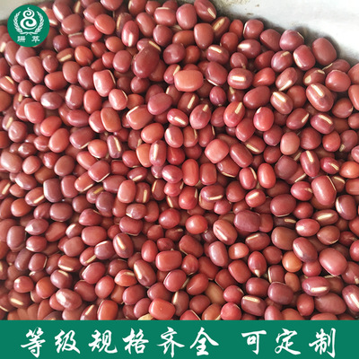 厂家直销红豆 五谷杂粮豆类 低温烘焙熟红豆供应