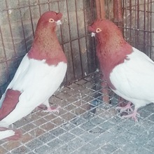 两头红鸽子哪里有卖的 两头乌鸽 毛脚两头红观赏鸽养殖场