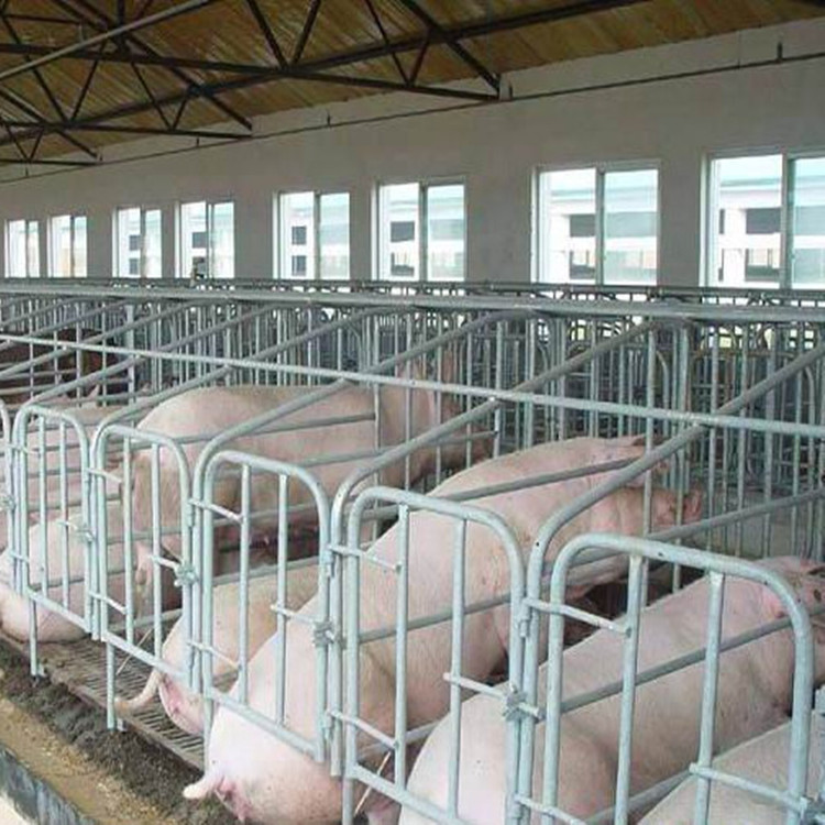 供应母猪产床保育床母猪定位栏10位加厚 猪围栏限位栏养殖场专用