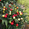 Base direct batch of colorful pepper, colorful pepper, colorful pepper, small potted family courtyard balcony ornamental pepper green plants