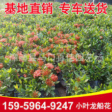 С�~���������� ɽ���� ��������Ҏ���Rȫ ���|�������̨