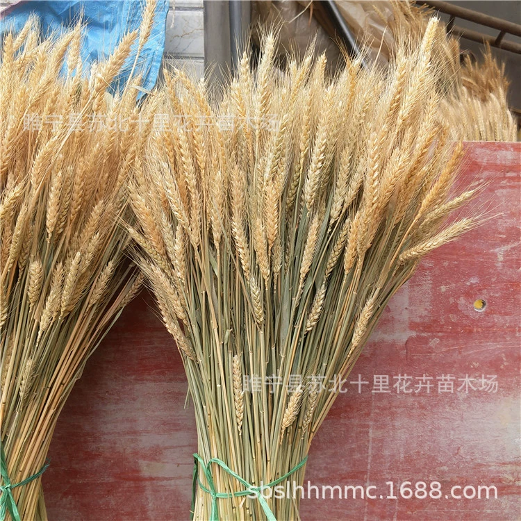 Оптовая Пшеница ухо сушеный цветок Пшеница ухо искусственный цветок желтое пшеничное ухо поддельный цветок реквизит для стрельбы Большой выгодно