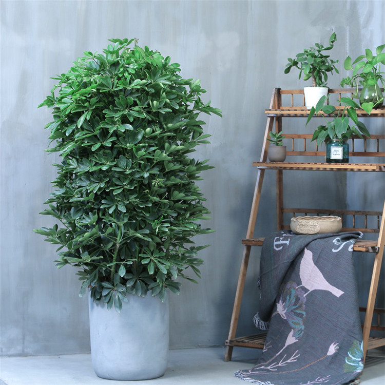 批发1-1.2米鸭脚木盆栽室内大型植物花卉八方来财净化空气吸甲醛