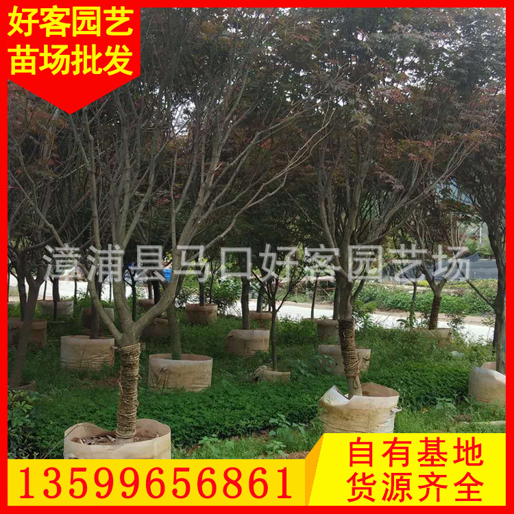 红枫-地径3-12-价格100-1600.jpg