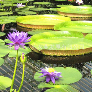 大型花卉種子圖片 海量高清大型花卉種子圖片大全 阿里巴巴