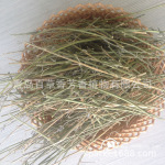 2025现货猫薄荷纯枝 猫用啃咬磨牙枝 宠物玩具填充原料 量大价优