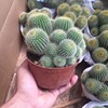 [Base directly batch] Multi -head and multi -crown gold crowns are observed in the mixed golden monkeys indoor sandy cactus plant potted plants