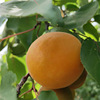 Base Direct selling Apricot seedlings Apricot Grafted Golden Sun Marked Kate Breed Specifications Complete And sell
