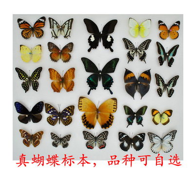 真蝴蝶標本已展翅幼兒園教學教具科普認知DIY制作品種可選