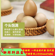 七彩山雞蛋種蛋  商品蛋大量批發歡迎下單