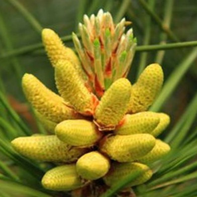 Pine Pollen Song Hua Fen Loose Raw Herb 100g Bulk Botanical Ingredient quality and texture