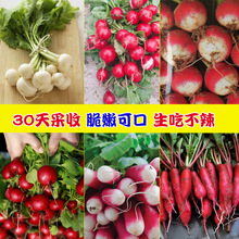 四季迷你小蘿卜水果蘿卜蔬菜陽台盆栽紅白黑 櫻桃小蘿卜種孑