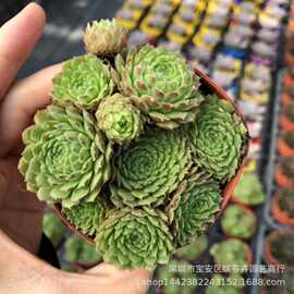 多肉植物观音莲价格 最新多肉植物观音莲价格 批发报价 价格大全 阿里巴巴