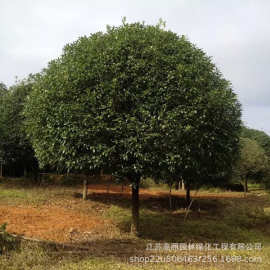 露地黄色大桂花树 嫁接桂花树苗 公园行道树苗工程庭院别墅