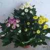 Base direct criticism of chrysanthemum series small chrysanthemum claw chrysanthemum multi -color mixed high -end high -end New Year flower potted green plant