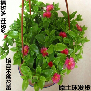 �������lĵ�����m���m�����҃ȾGɫֲ���������滨��