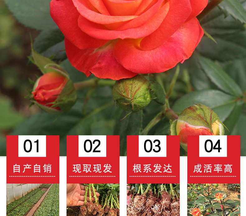 狂欢泡泡玫瑰苗_02