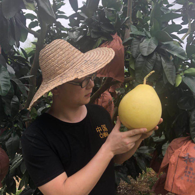 平和官溪三红蜜柚红心柚子三红柚子红肉新鲜现摘中秋送礼一件代发