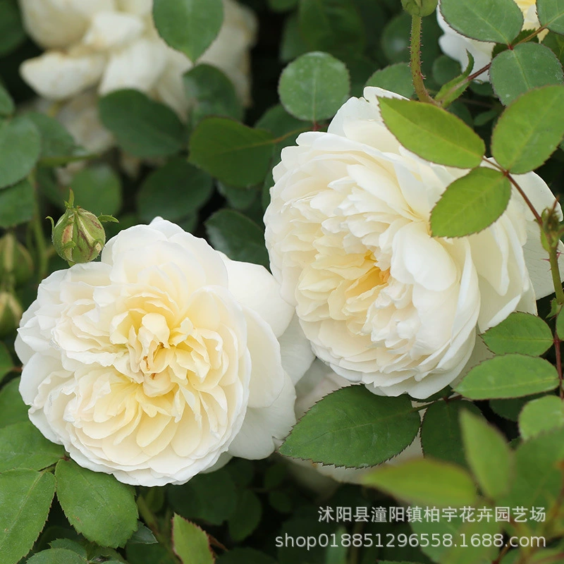 Миниатюрная Роза грамм Замок Грами мультисезонный Остин кустарник садовое растение Роза рассада