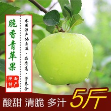 現摘青蘋果水果陝西當應季新鮮脆甜酸爽孕婦蘋果5/10斤一件批發