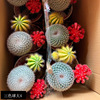 [Base directly batch] Three -color ball fairy ball fairy palm series multi -meat small potted mixed green plant