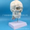人體頭顱骨附骨縫線及頸椎模型 頭骨模型1:1顱腦頸椎神經科教學