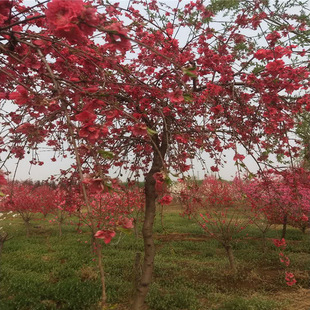 ͥԺ�^�p��֦���� ���~���� 5���־ջ����� �^�p�һ�