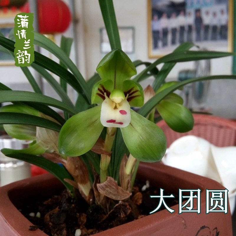 Chunlan Reunion Стол Чайный столик Зеленые растения Горшечные растения Цветочные орхидеи Рассада без бутонов Цветочные растения