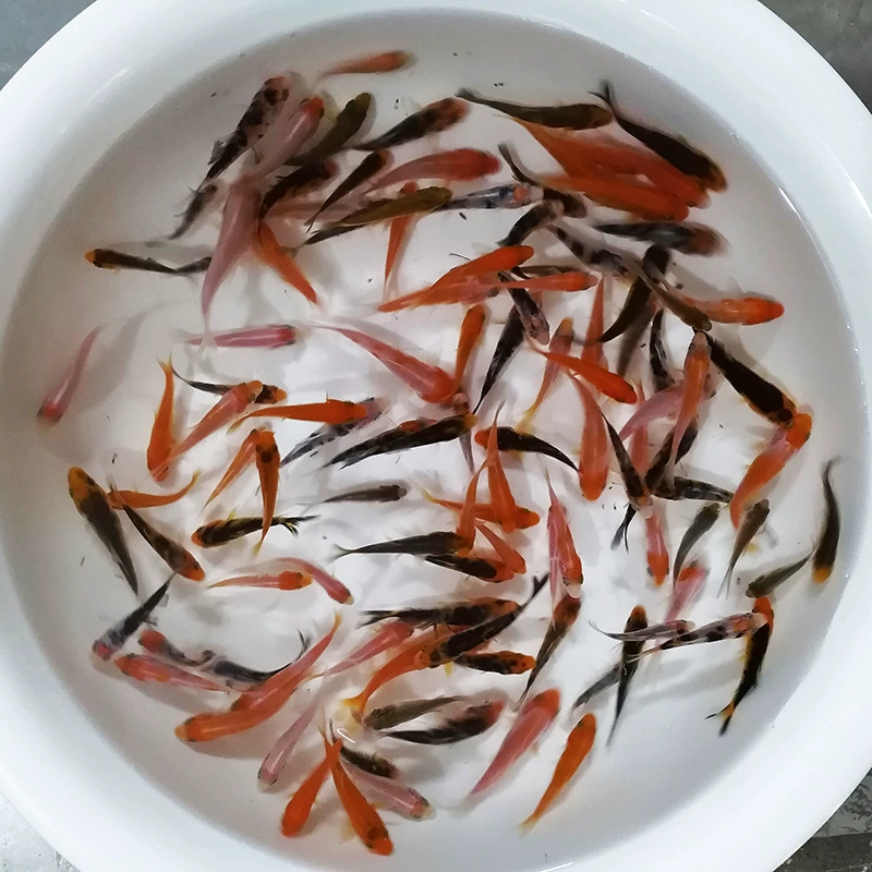 В этом году саженцы живого карпа кои не были проверены. Небольшие саженцы кои были смешаны и сопоставлены с живыми декоративными рыбами в холодной воде.