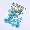 New product dried flower DIY bleeding flower material bag bookmarks, labels, flower painting materials, real flower dripped dried gum tree leaves