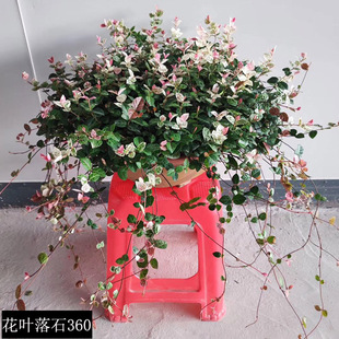 ������ֱ�������~�jʯ����ϵ��ͥԺ�̨���������mֲ����~�jʯ