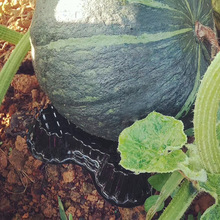 ���ܹ��ЏS��ֱ�������r��ֲ����ܹω| ���|��pet�����Юa����