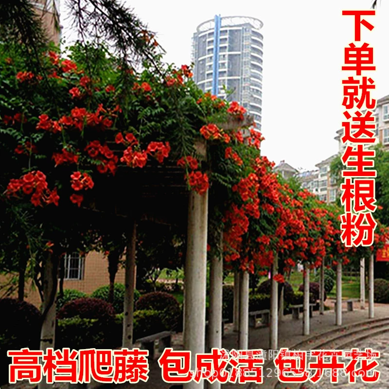 Американский морозостойкий кемпсис Рассада цветов Вьющиеся растения Двор Сад Вьющиеся цветы Балкон Виноградная лоза в горшке Рог Рассада цветов