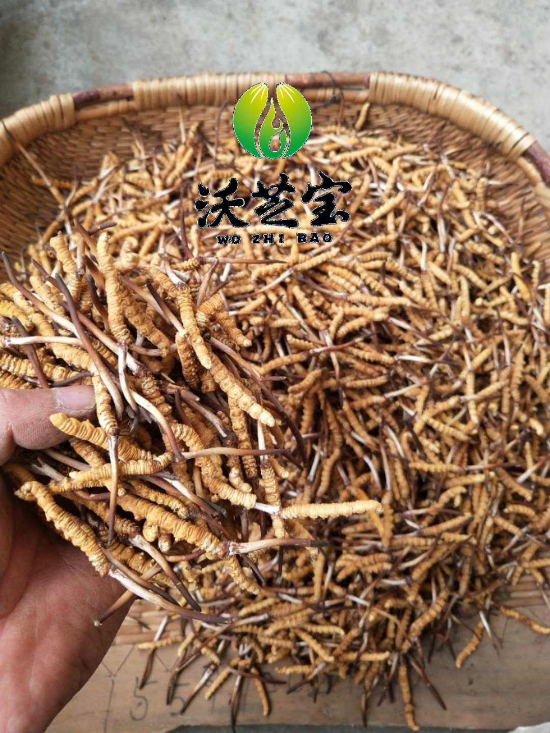 新鲜冬虫夏草 鲜虫草 高海拔果洛玉树 新鲜虫草|ms