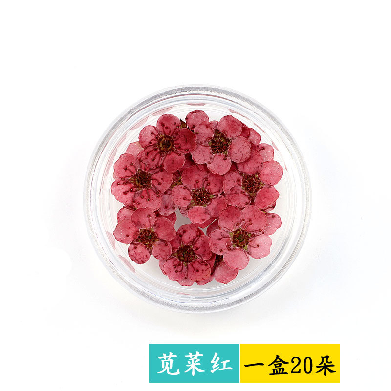 小梅花小盒装苋菜红.jpg