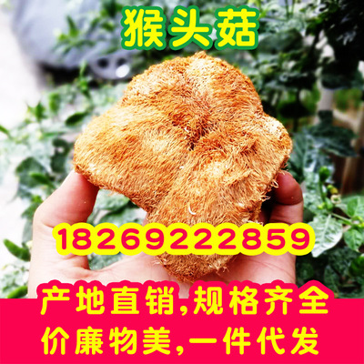 Stall Hericium wholesale Rivers and lakes Exhibition bulk Hericium dried food Mushroom Native One piece On behalf of